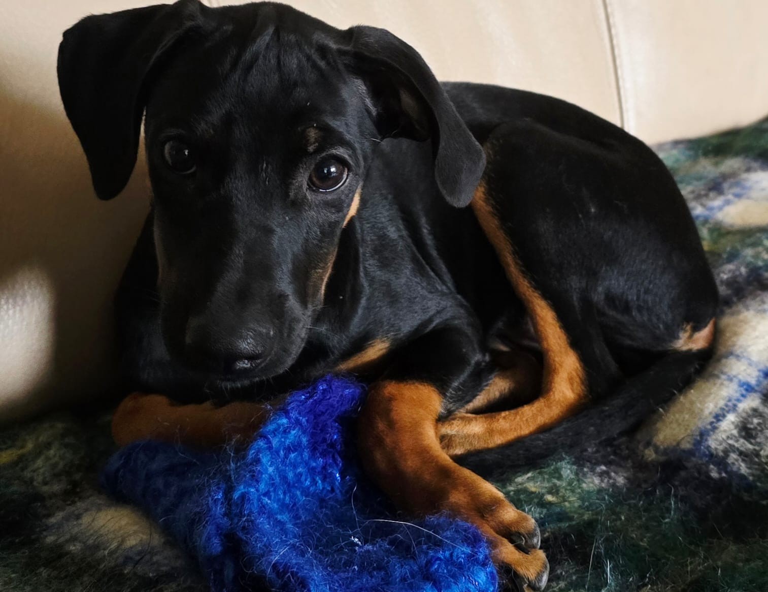 Chiens à adopter